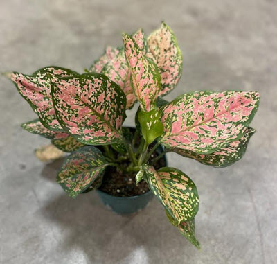 6" Aglaonema Red Valentine